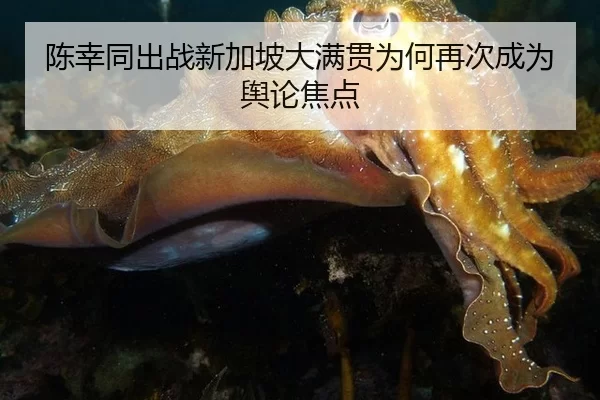 陈幸同出战新加坡大满贯为何再次成为舆论焦点